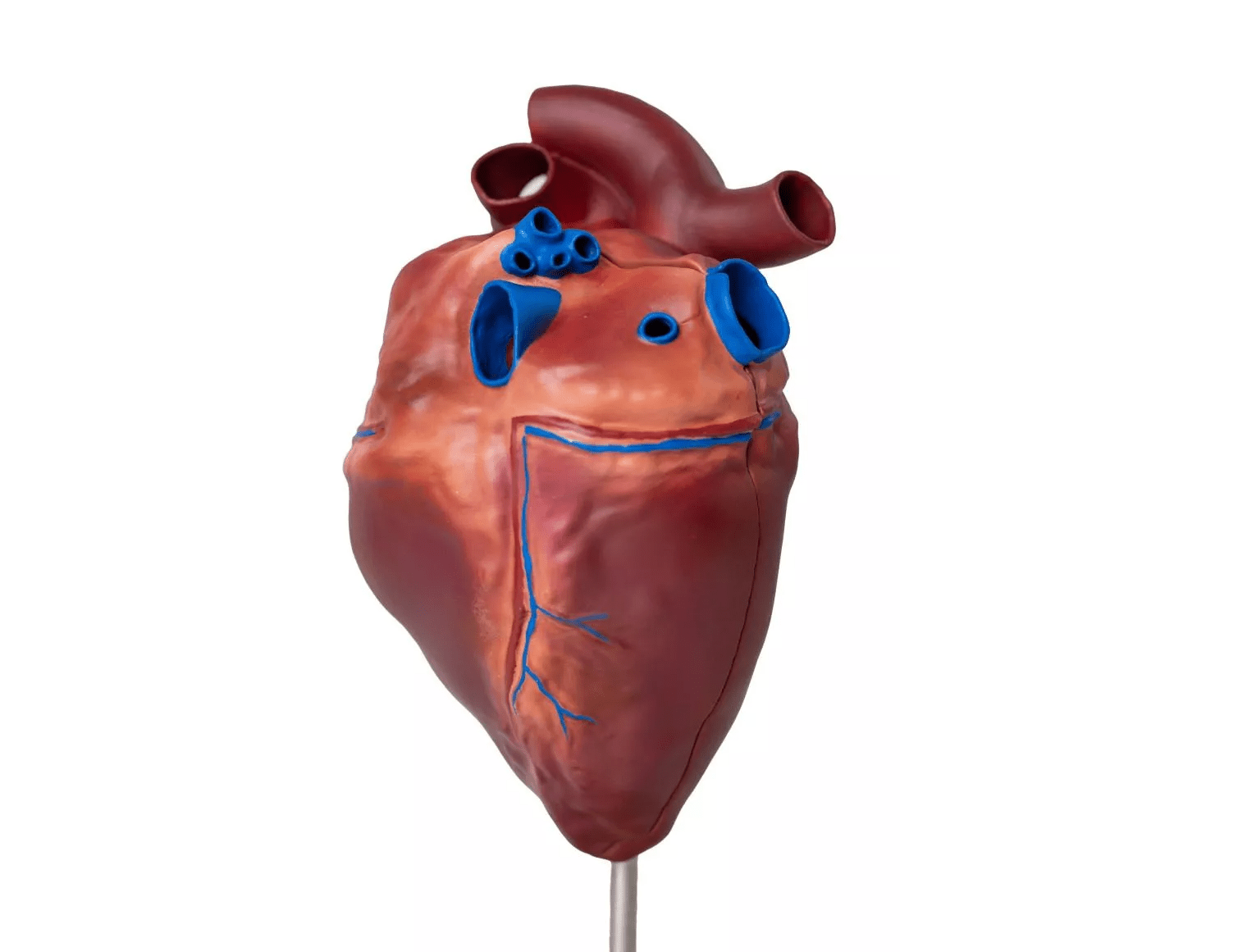 Pferdeherzmodell - Erler - Zimmer